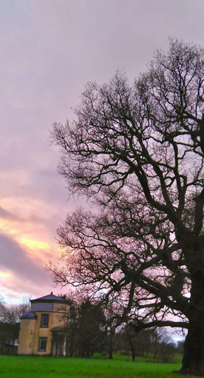 Tree at sunset